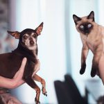 Photo of two people holding up a cat and a dog for the camera