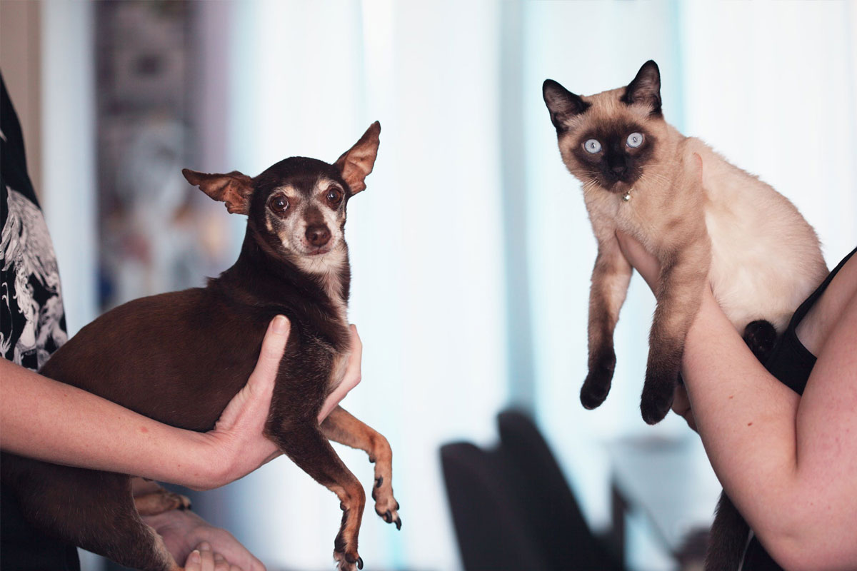 Photo of two people holding up a cat and a dog for the camera
